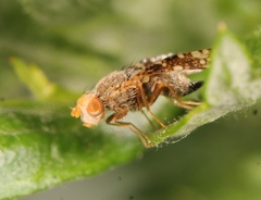 Oxyna parietina