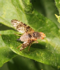 Oxyna parietina