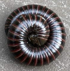 Tylobolus castaneus