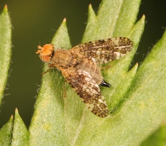 Oxyna parietina