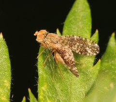Oxyna parietina