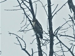 Buteo jamaicensis × lineatus