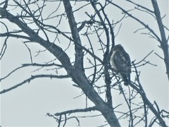 Buteo jamaicensis × lineatus