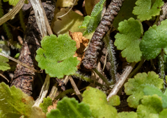 Hydrocotyle hirta