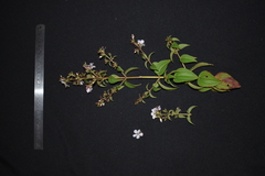 Rhynchanthera cordata