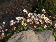Saxifraga praetermissa