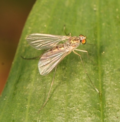 Sciapus platypterus