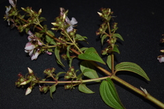 Rhynchanthera cordata