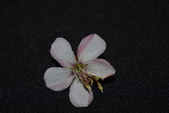 Rhynchanthera cordata