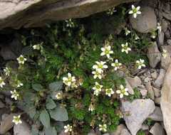 Saxifraga praetermissa