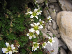 Saxifraga praetermissa