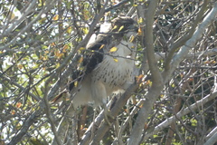 Buteo jamaicensis