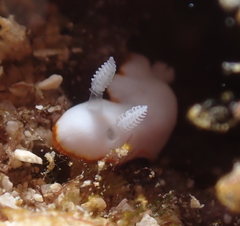 Goniobranchus verrieri