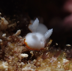 Goniobranchus verrieri
