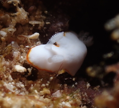 Goniobranchus verrieri