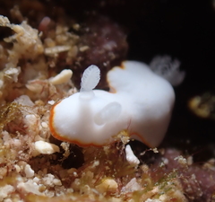 Goniobranchus verrieri