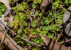 Hydrocotyle hirta