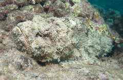 Devil Scorpionfish photo 2