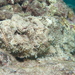 Devil Scorpionfish - Photo (c) Sara Thiebaud, some rights reserved (CC BY-NC), uploaded by Sara Thiebaud
