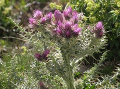 Carduus carlinoides