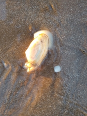 Amarilladesma mactroides