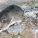 Small Vesper Mouse - Photo (c) Santiago Mailhos, some rights reserved (CC BY-NC), uploaded by Santiago Mailhos
