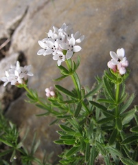Asperula hirta