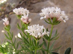 Asperula hirta