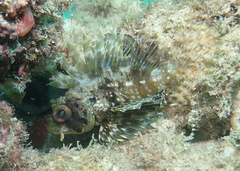 Dendrochirus barberi