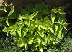 Scrophularia alpestris