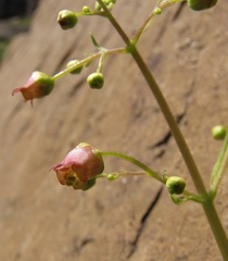 Scrophularia alpestris