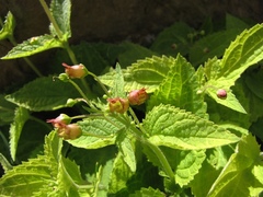 Scrophularia alpestris