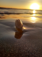 Amarilladesma mactroides