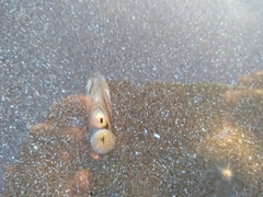 Amarilladesma mactroides