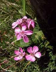 Saponaria caespitosa