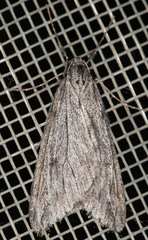Paleacrita longiciliata