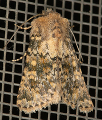 Pseudobryomima fallax