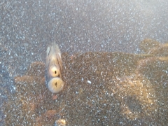 Amarilladesma mactroides