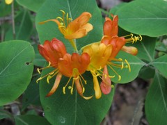 Lonicera flava