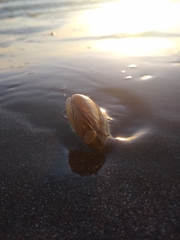 Amarilladesma mactroides