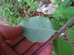 Lonicera flava