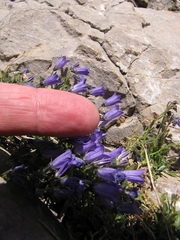 Campanula jaubertiana