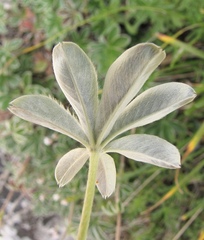 Potentilla alchimilloides