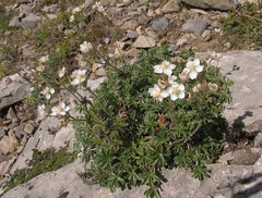 Potentilla alchimilloides