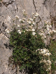 Potentilla alchimilloides