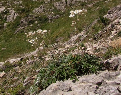 Potentilla alchimilloides