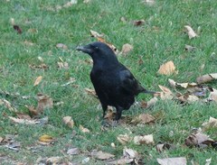 Corvus corone