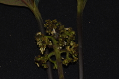 Palicourea reticulata