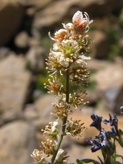 Reseda glauca