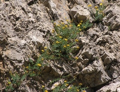 Hypericum nummularium